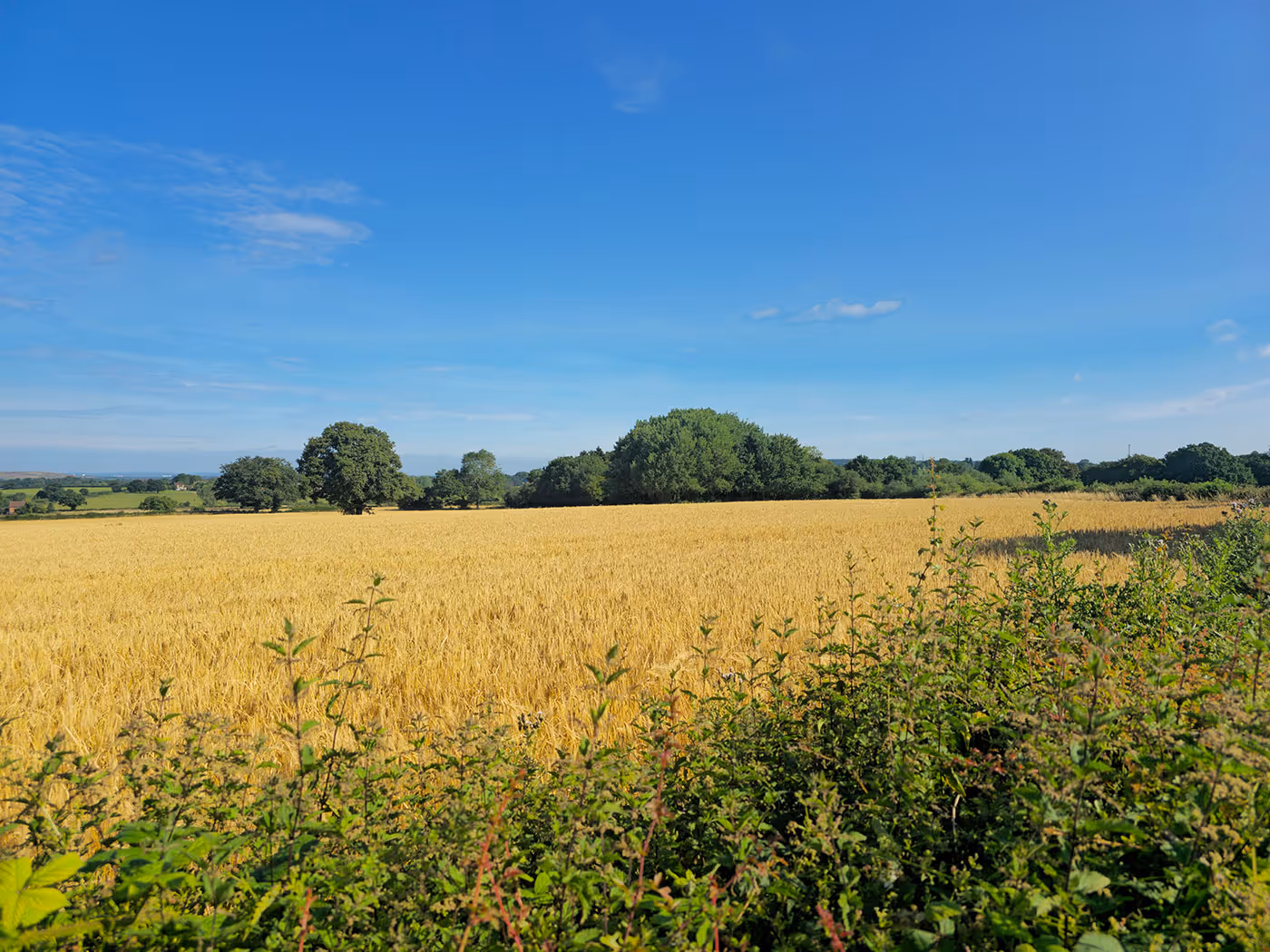 Golden wheat field beyond green shrubs with distant trees under a clear blue sky.